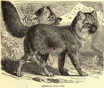 dhole (Cuon alpinus)