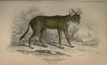 dhole (Cuon alpinus)