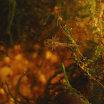 Iberian ribbed newt (Pleurodeles waltl)