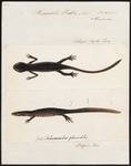 Iberian ribbed newt (Pleurodeles waltl)