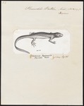 Iberian ribbed newt (Pleurodeles waltl)