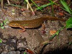 Boscá's newt, Iberian newt (Lissotriton boscai)