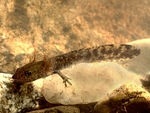 Iberian newt (Lissotriton boscai)