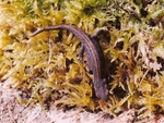 Iberian newt (Lissotriton boscai)