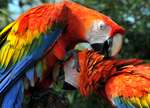 scarlet macaw (Ara macao)