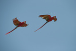 scarlet macaw (Ara macao)