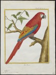 scarlet macaw (Ara macao)