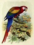 scarlet macaw (Ara macao)
