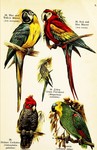 ...caw (Ara macao), budgerigar (Melopsittacus undulatus), gang-gang cockatoo (Callocephalon fimbria...