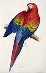 scarlet macaw (Ara macao)