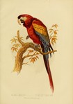 scarlet macaw (Ara macao)