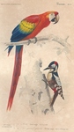 scarlet macaw (Ara macao), great spotted woodpecker (Dendrocopos major)