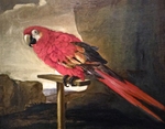 scarlet macaw (Ara macao)