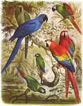 glaucous macaw (Anodorhynchus glaucus), hyacinth macaw (Anodorhynchus hyacinthinus), severe maca...