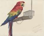 scarlet macaw (Ara macao)