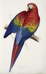 scarlet macaw (Ara macao)