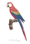 scarlet macaw (Ara macao)