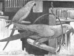 glaucous macaw (Anodorhynchus glaucus)