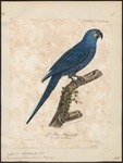 glaucous macaw (Anodorhynchus glaucus)