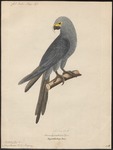 glaucous macaw (Anodorhynchus glaucus)