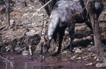 nilgai, blue bull (Boselaphus tragocamelus)