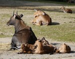 nilgai, blue bull (Boselaphus tragocamelus)