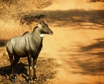 nilgai, blue bull (Boselaphus tragocamelus)