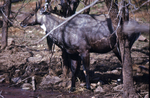 nilgai, blue bull (Boselaphus tragocamelus)