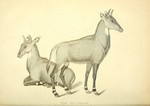 nilgai, blue bull (Boselaphus tragocamelus)