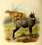 nilgai, blue bull (Boselaphus tragocamelus)