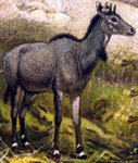 nilgai, blue bull (Boselaphus tragocamelus)