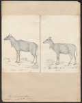 nilgai, blue bull (Boselaphus tragocamelus)