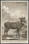 nilgai, blue bull (Boselaphus tragocamelus)