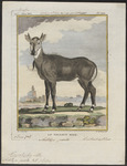 nilgai, blue bull (Boselaphus tragocamelus)