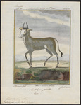 nilgai, blue bull (Boselaphus tragocamelus)