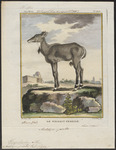 nilgai, blue bull (Boselaphus tragocamelus)