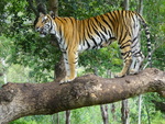 Bengal tiger (Panthera tigris tigris)