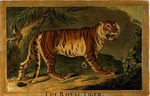 Bengal tiger (Panthera tigris tigris)