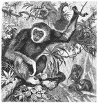 lar gibbon (Hylobates lar)