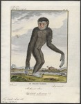 lar gibbon (Hylobates lar)