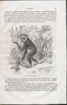 lar gibbon (Hylobates lar)