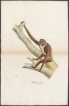 lar gibbon (Hylobates lar)