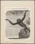 lar gibbon (Hylobates lar)