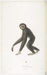 lar gibbon (Hylobates lar)