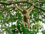 lar gibbon (Hylobates lar)