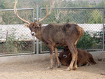 Thorold's deer, white-lipped deer (Cervus albirostris)