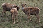 Thorold's deer, white-lipped deer (Cervus albirostris)