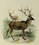 Thorold's deer, white-lipped deer (Cervus albirostris)