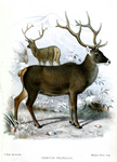 Thorold's deer, white-lipped deer (Cervus albirostris)