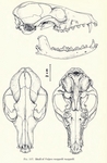 Rüppell's fox (Vulpes rueppellii)